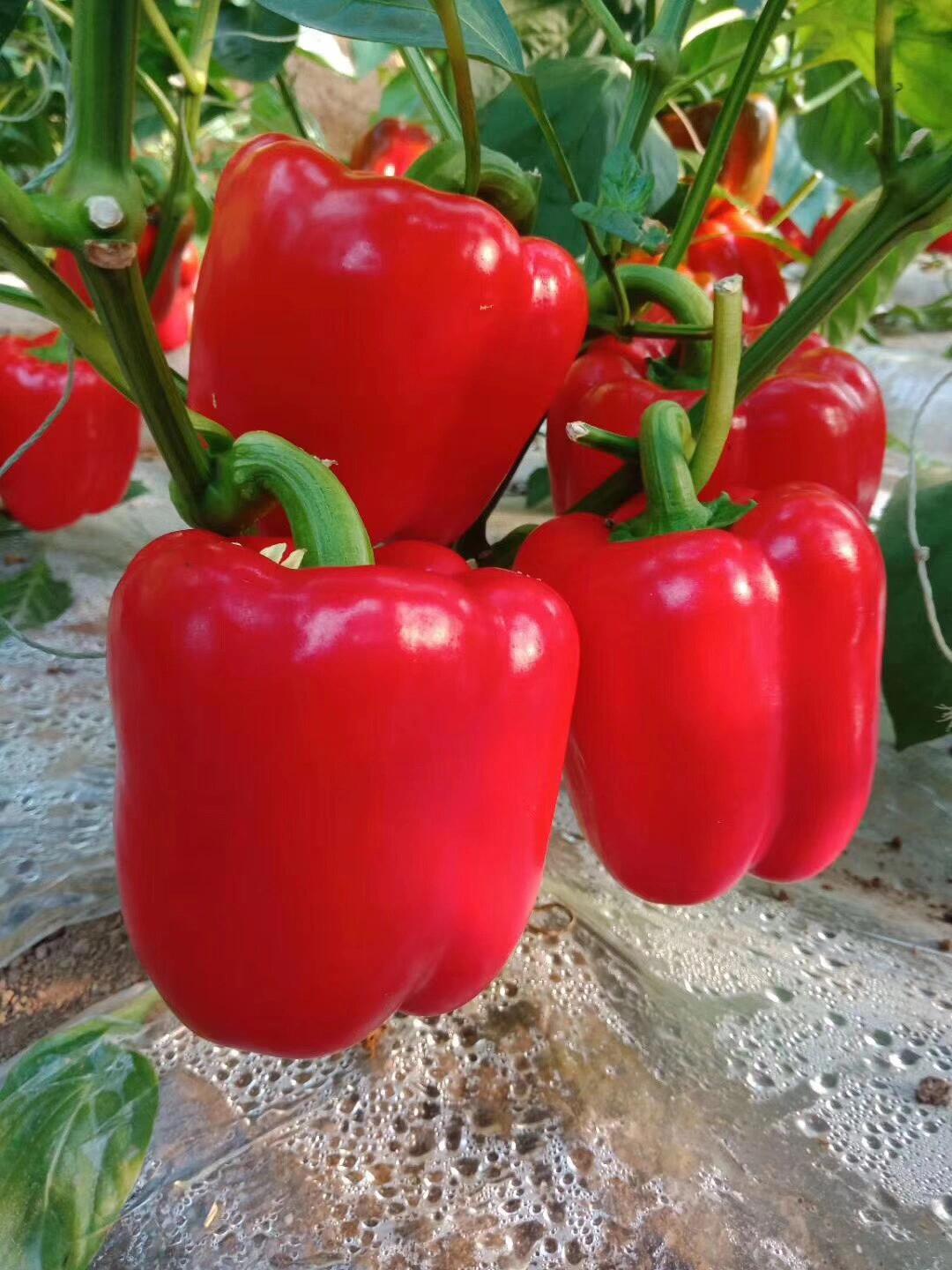 Rainbow Sweet Bell Pepper Seeds