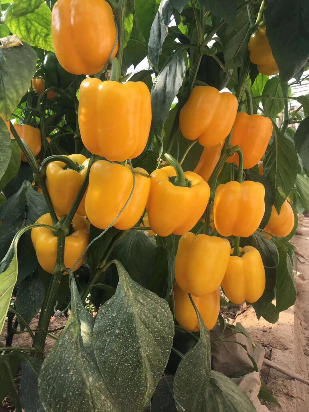 Rainbow Sweet Bell Pepper Seeds