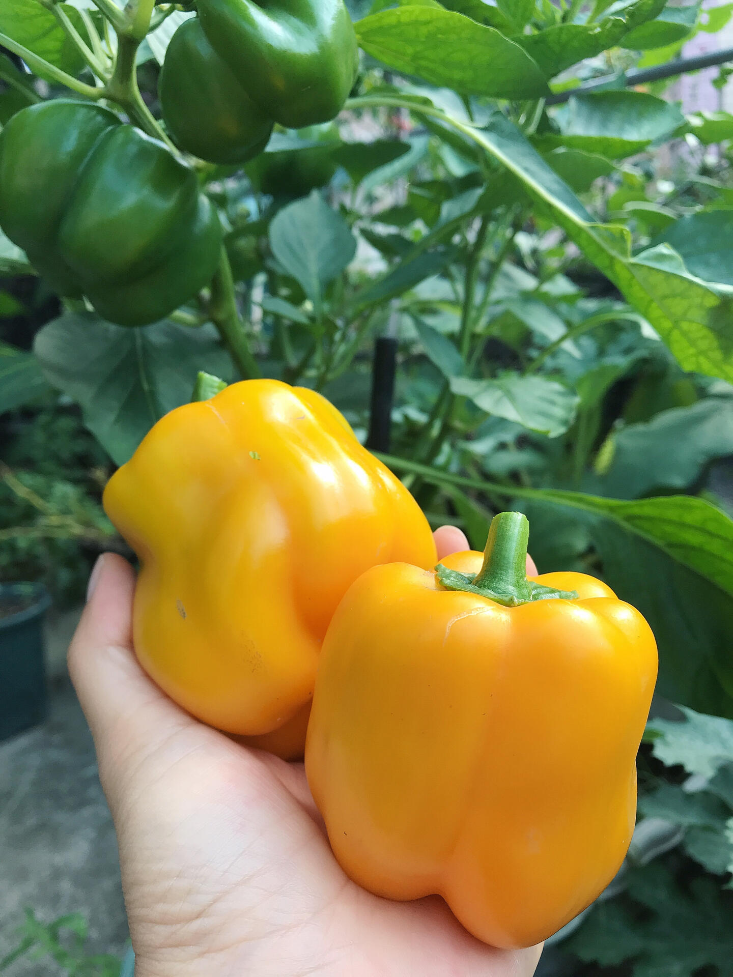 Rainbow Sweet Bell Pepper Seeds