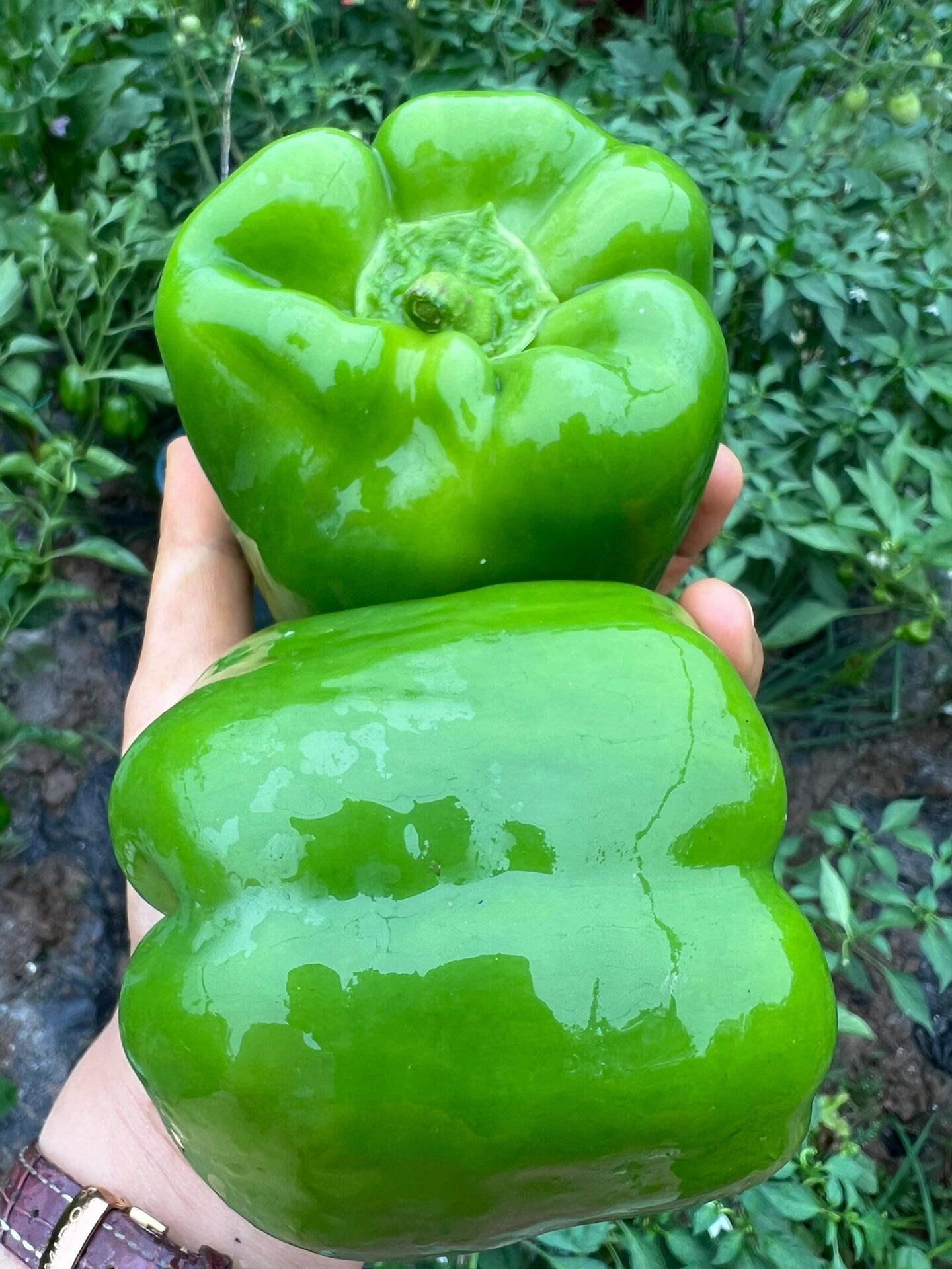 Rainbow Sweet Bell Pepper Seeds