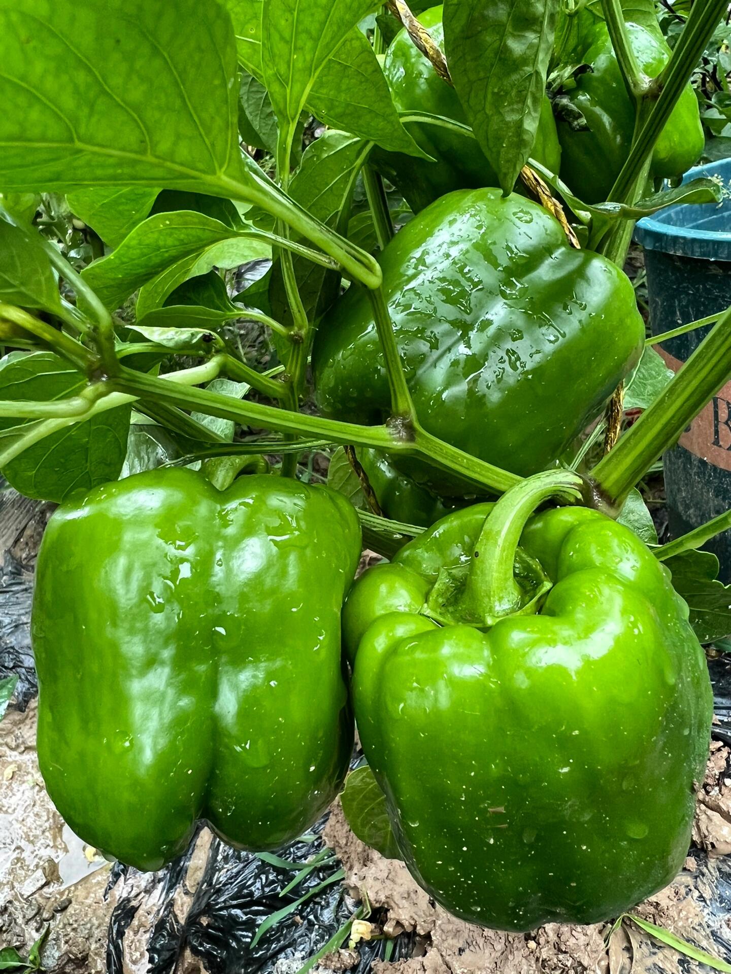 Rainbow Sweet Bell Pepper Seeds