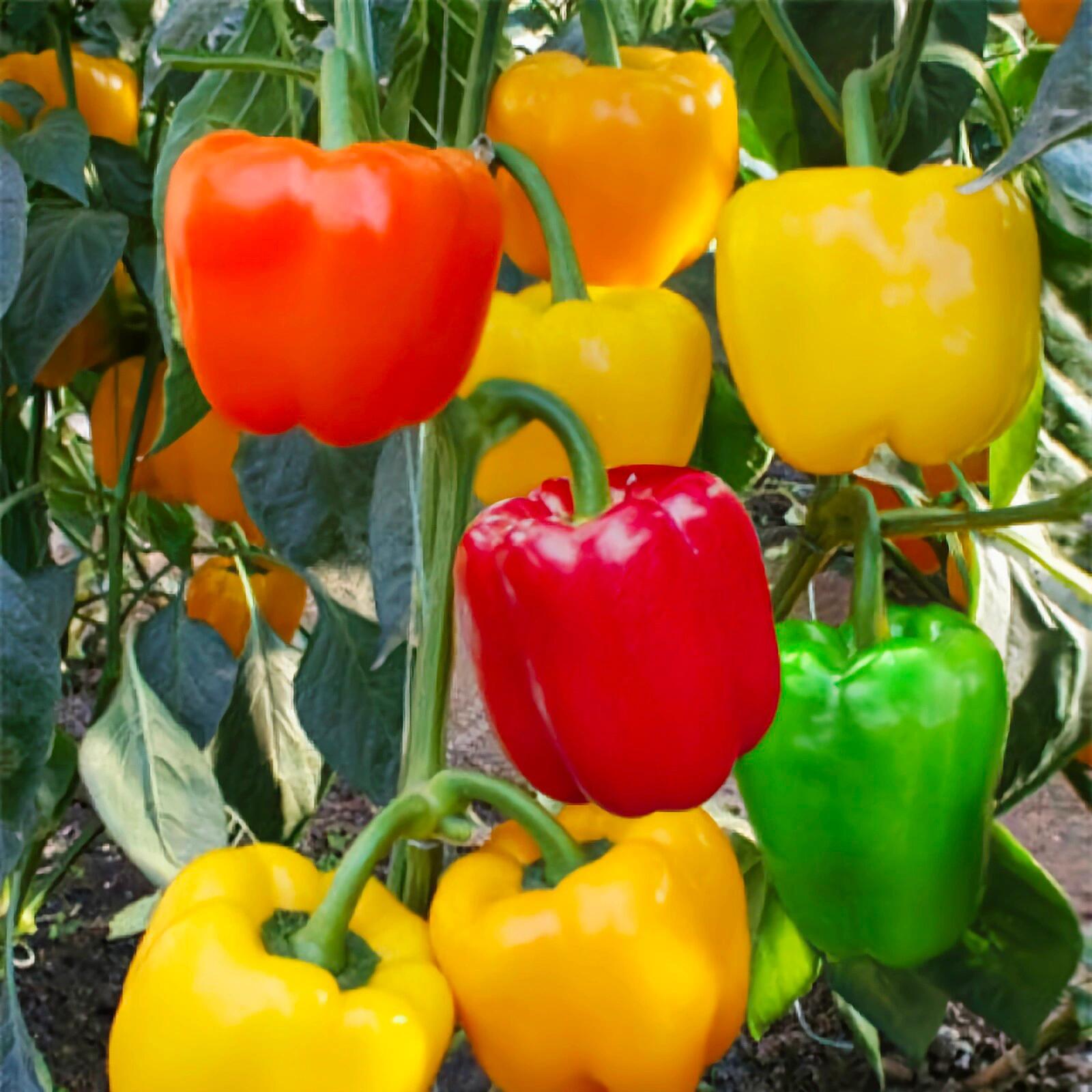 Rainbow Sweet Bell Pepper Seeds