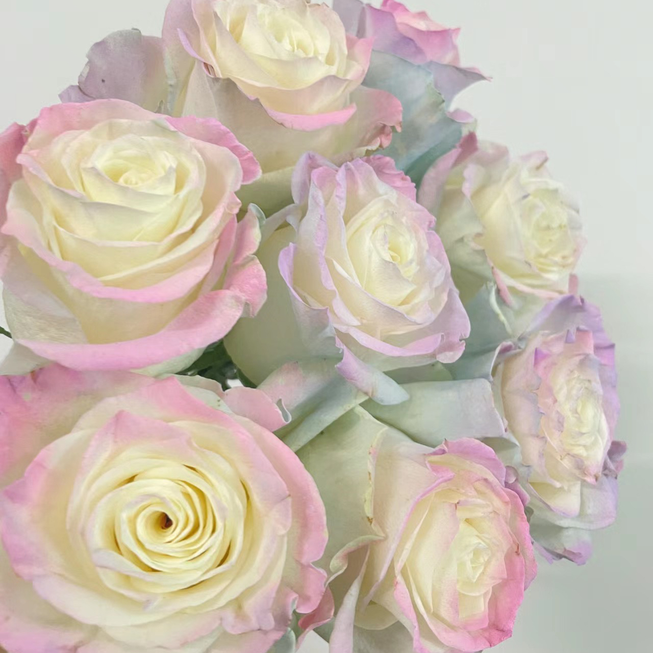 🌹CLIMBING ROSE SEEDS - LUCK RISES