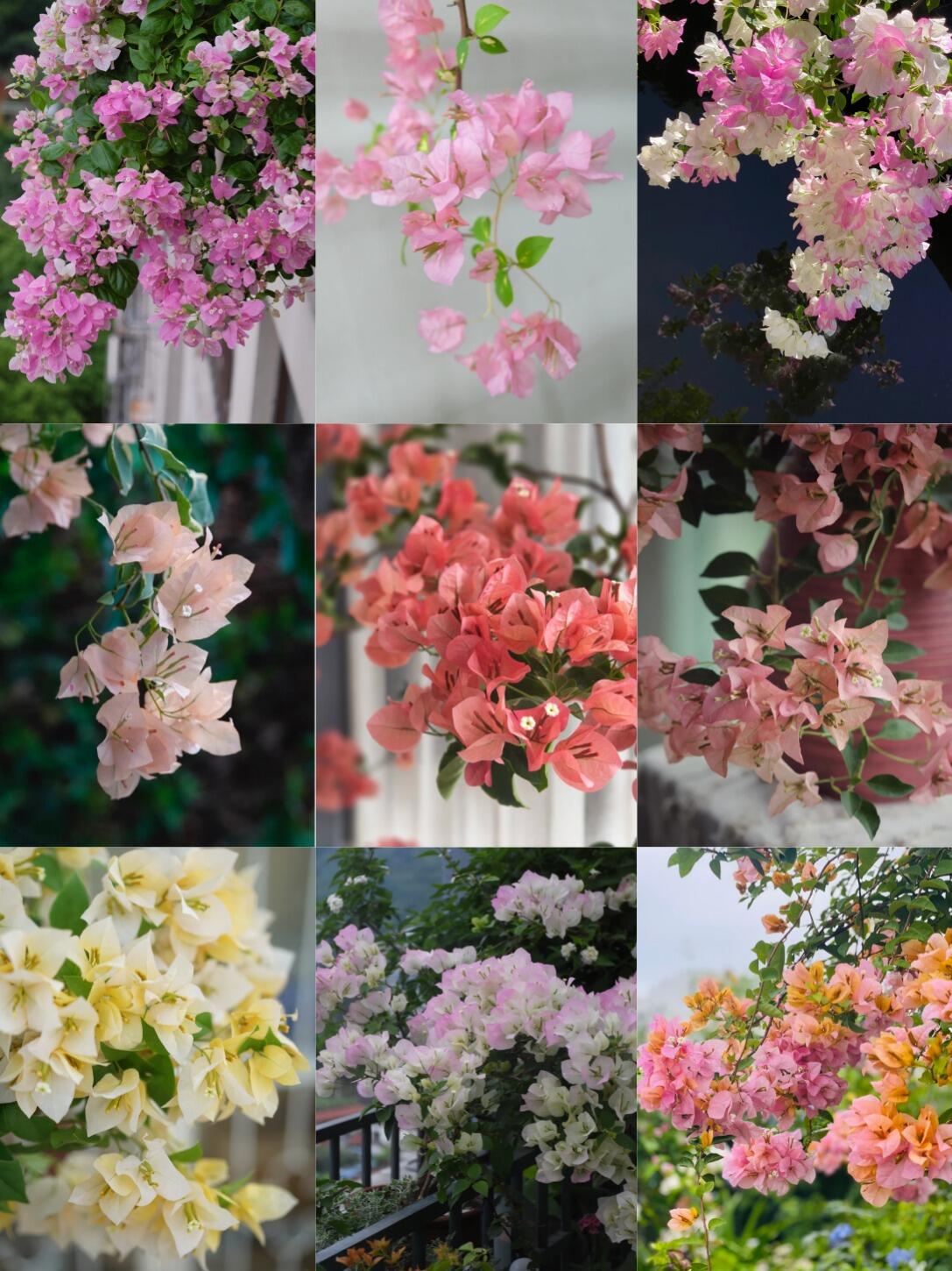 🌸【7 days germination】Last Day 50% OFF💐Bougainvillea Seeds