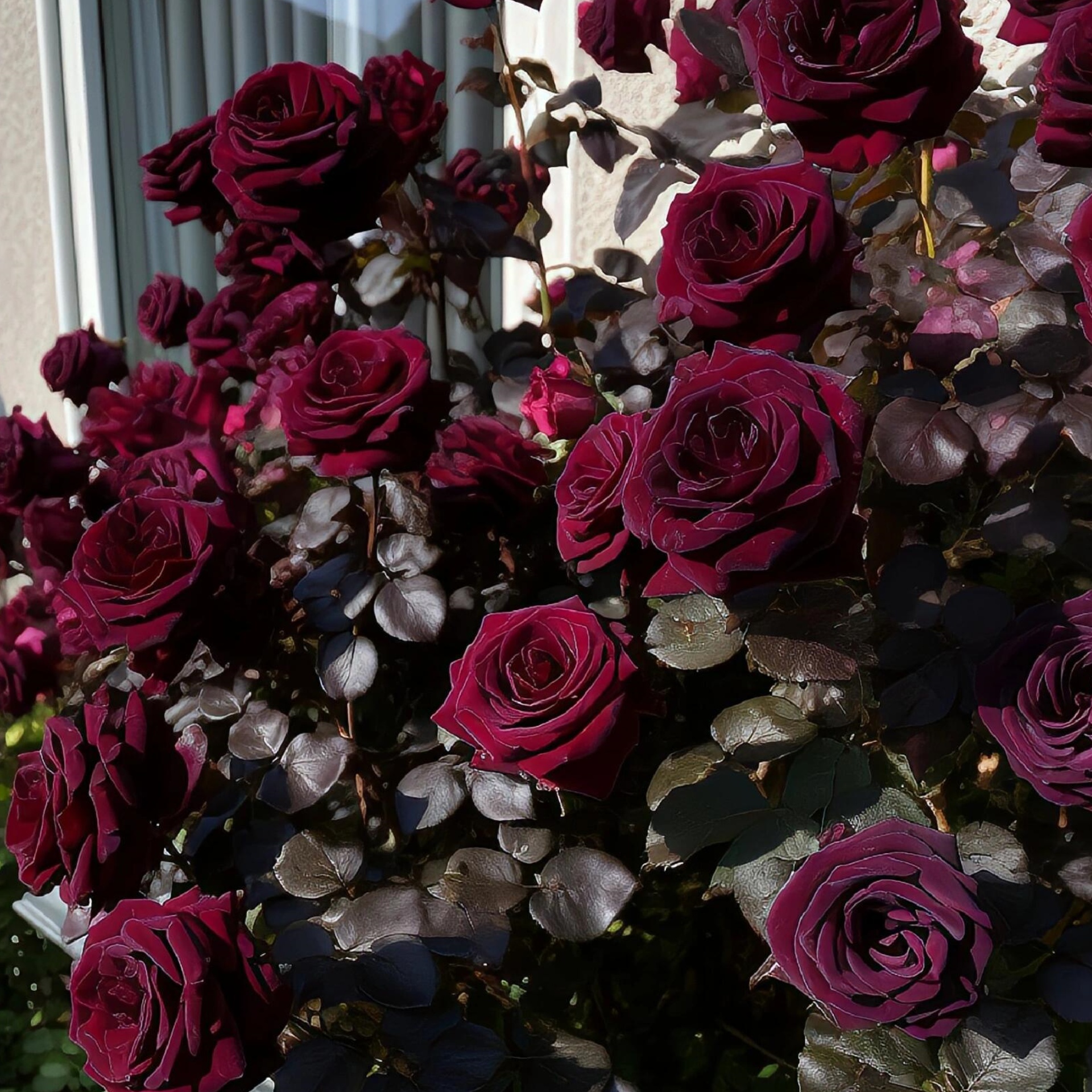 🌹CLIMBING ROSE SEEDS - LUCK RISES