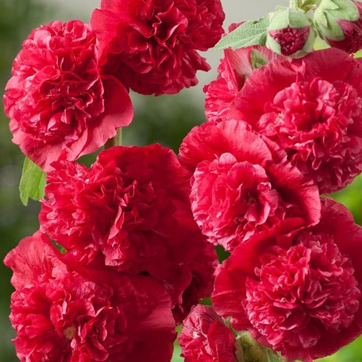 💐Double Hollyhock Seeds - Symbolize Resilience
