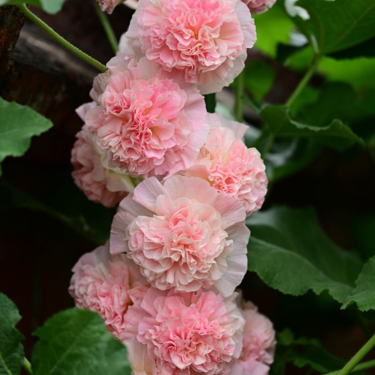 💐Double Hollyhock Seeds - Symbolize Resilience