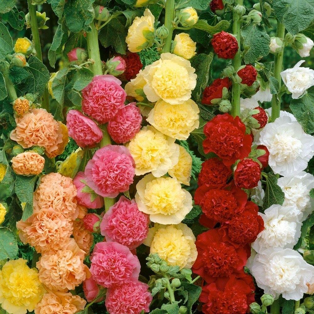 💐Double Hollyhock Seeds - Symbolize Resilience