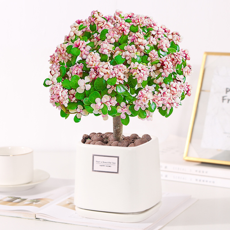 🎁Last Day 70% OFF🪴 Portulacaria Afra Succulents plant🌿