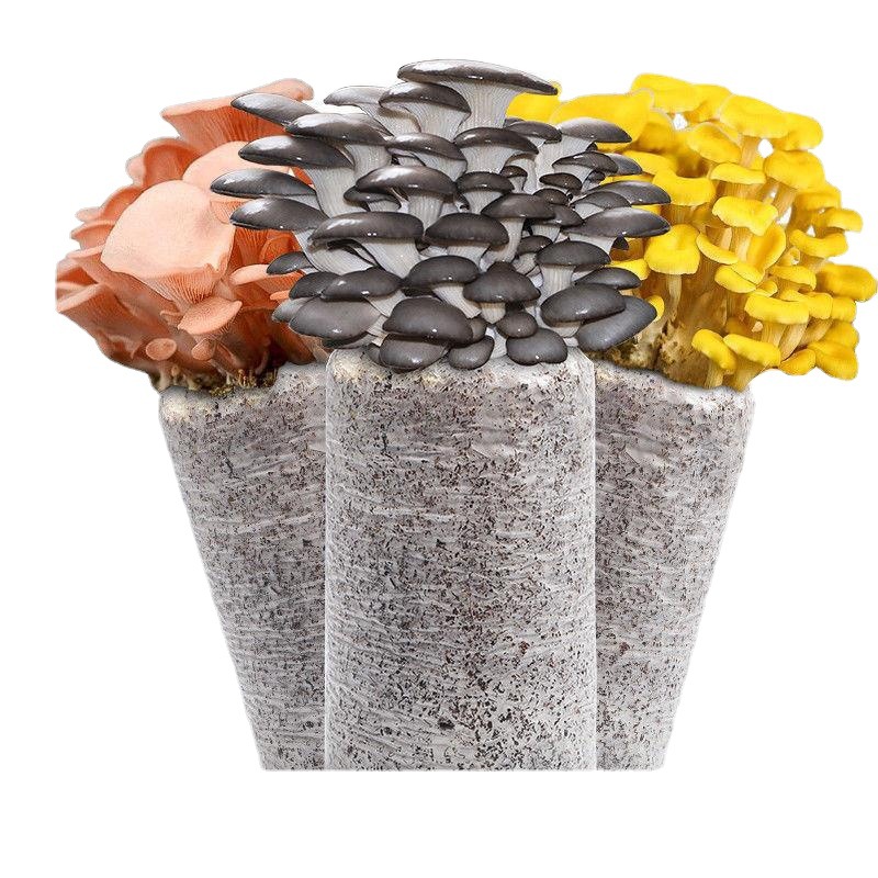 🍄 Organic Oyster Mushroom Grow Kit, Harvest Gourmet Mushrooms In 10 Days