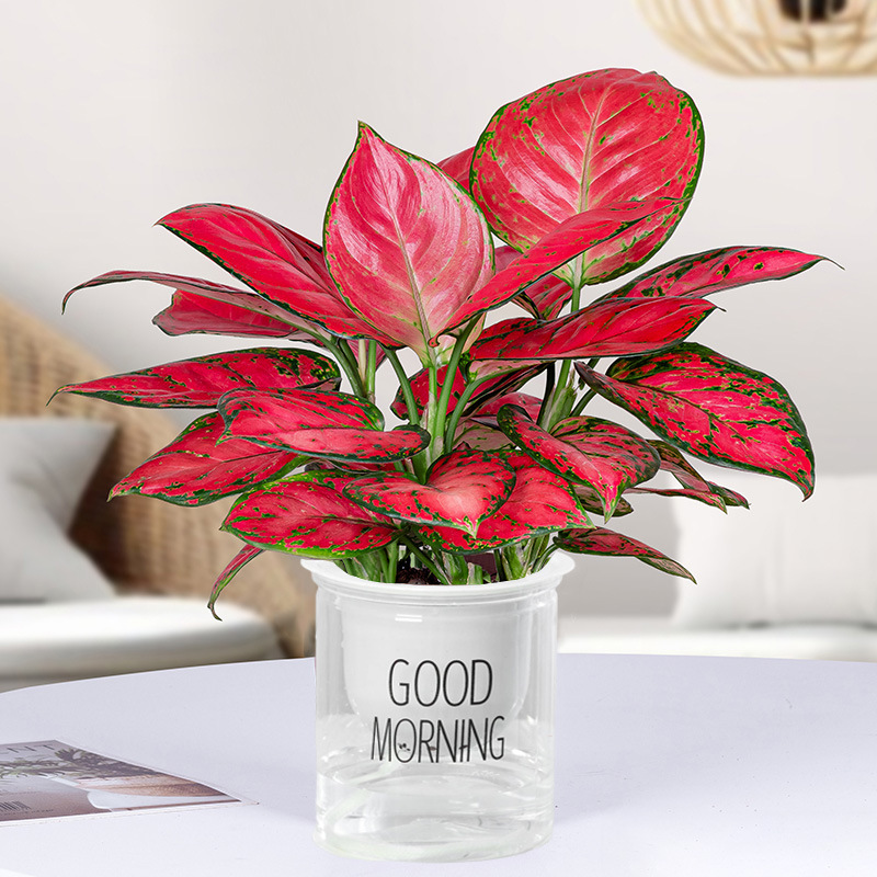 🎁Last Day 70% OFF❤️Red Aglaonema – Indoor Beauty, Zero Stress🌿