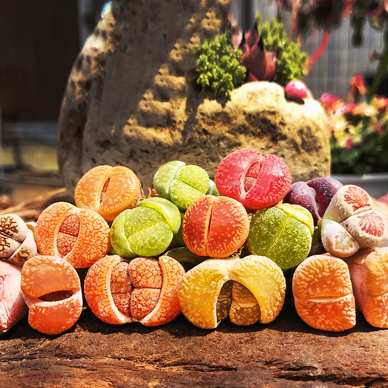 🎁Last Day 70% OFF🪨Lithops Succulent — 🎨Colorful Stone Shape & Easy Care! 
