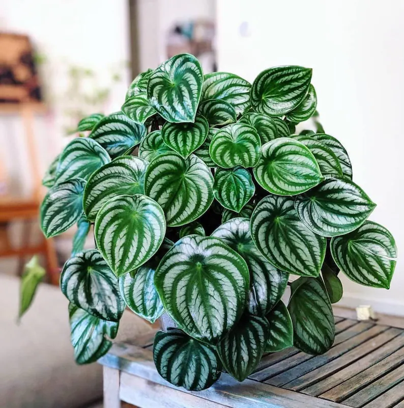 🎁 Last Day 70% OFF 🍉 Rare Watermelon Peperomia — Easy-Care, Pet-Safe, Air-Purifying 🌿
