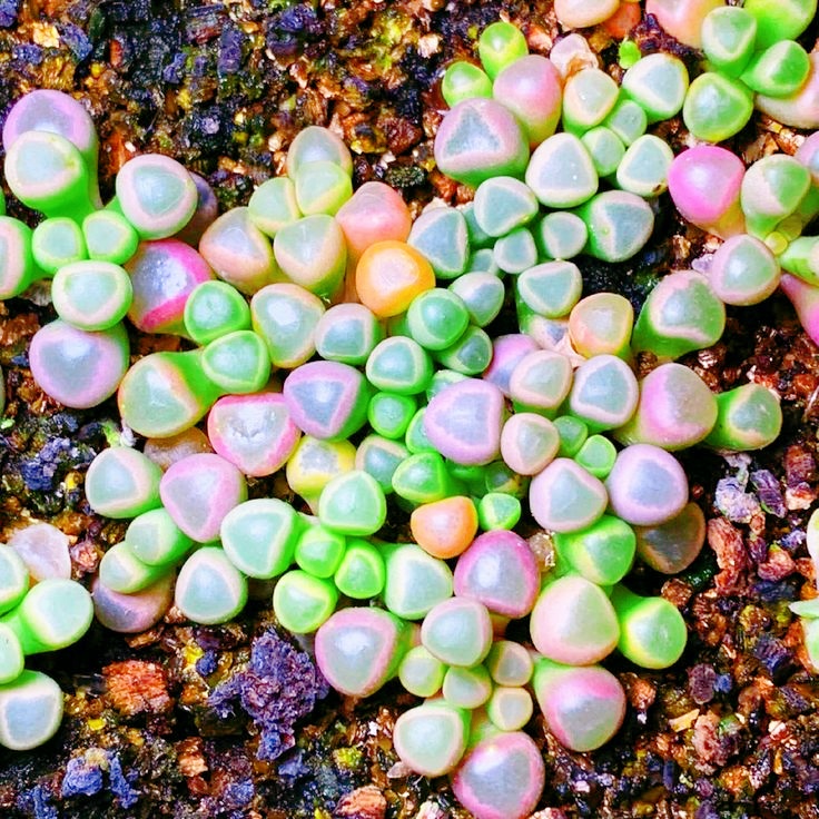 🎁Last Day 70% OFF🌸Rare Baby Toes Succulent – Cute, Tough & Gift-Ready!