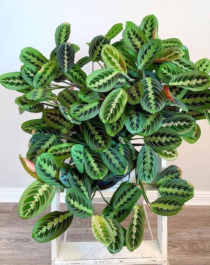 🎁Last Day 70% OFF🌿Lemon Lime Prayer Plant Seeds — Easy-Care, Pet-Safe 🍋💚