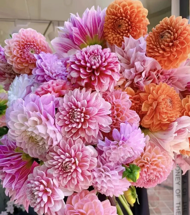 🌷MULTI-COLOR DAHLIA SEEDS-GOOD LUCK