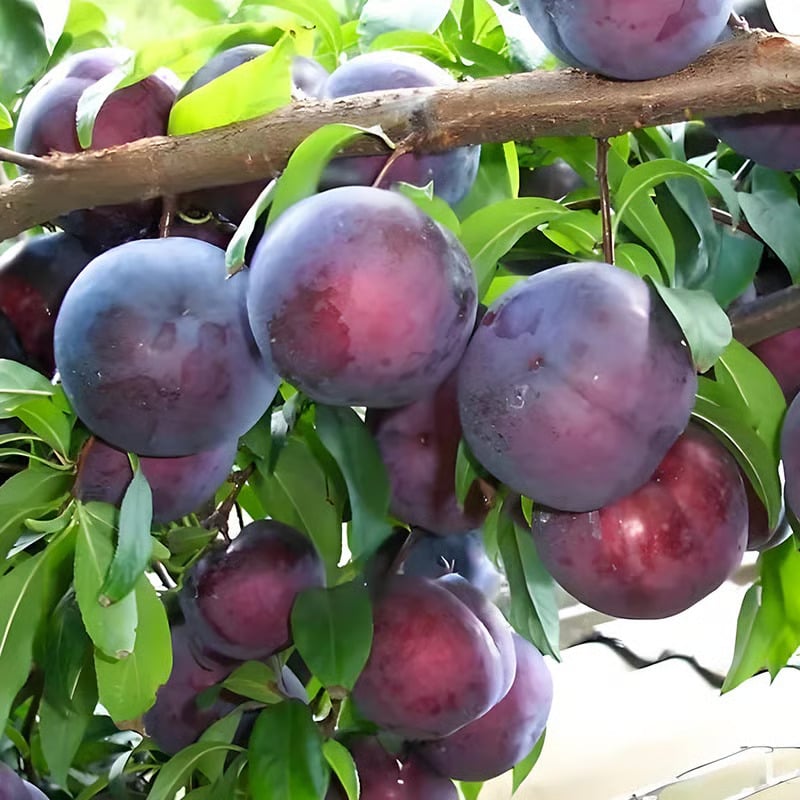 ⏰VIP Shipping Today Only⏰🍑Heirloom Non-GMO Grafted Plum Tree Seeds