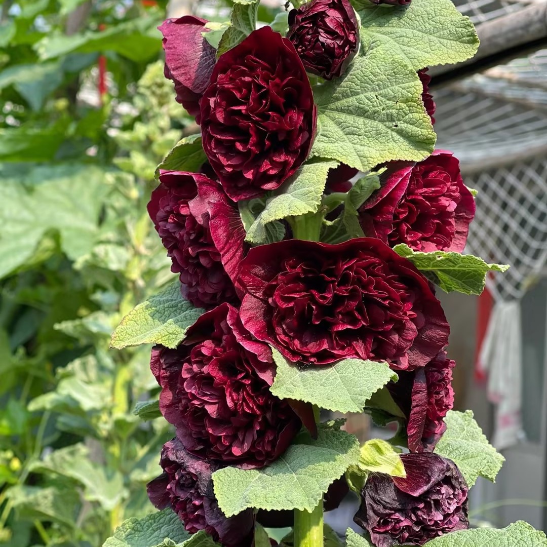 🌸Last Day Sale - 50% OFF💐Double Hollyhock Seeds