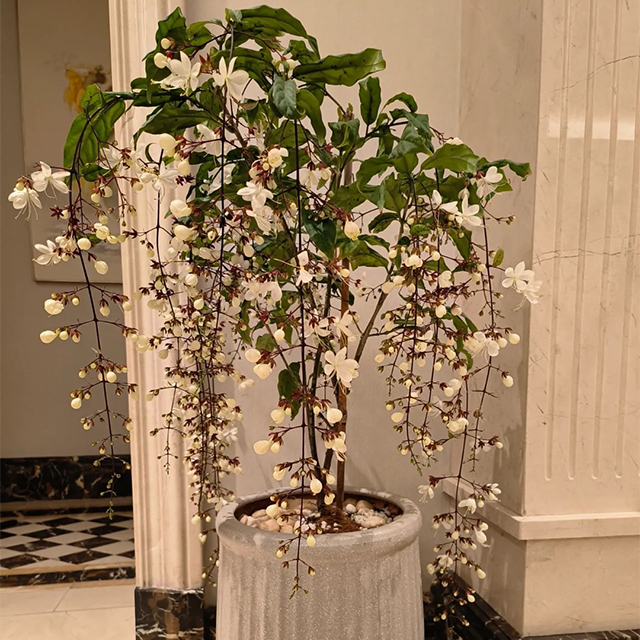 50pcs/Bag Jasmine Potted Seeds Garden