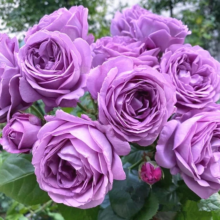 🌹【7 days germination】Last Day Sale - 49% OFF💐Beautiful Climbing Rose Seeds