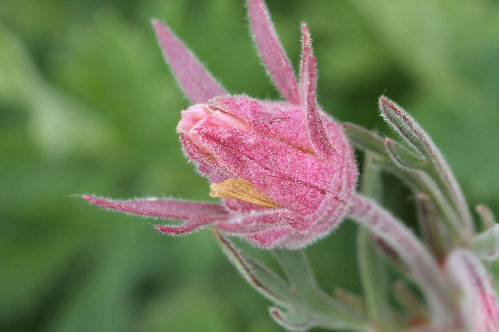 Prairie Smoke Flower Seeds