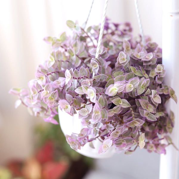 🎉 Last Chance 70% OFF 🌸 Callisia ‘Pink Panther’ – Pastel Trailing Beauty 🌿