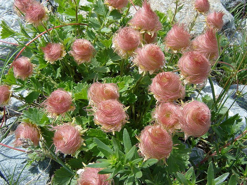 Prairie Smoke Flower Seeds