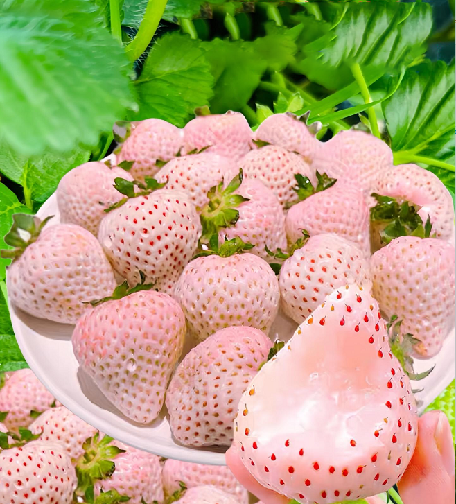 RARE CREAMY WHITE STRAWBERRY SEEDS
