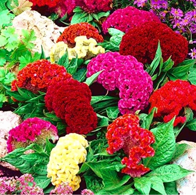 🌺【7 days germination】Last Day Sale - 50% OFF💐Giant & Drought-Tolerant Celosia Flower