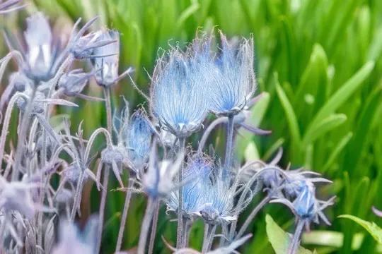 Prairie Smoke Flower Seeds