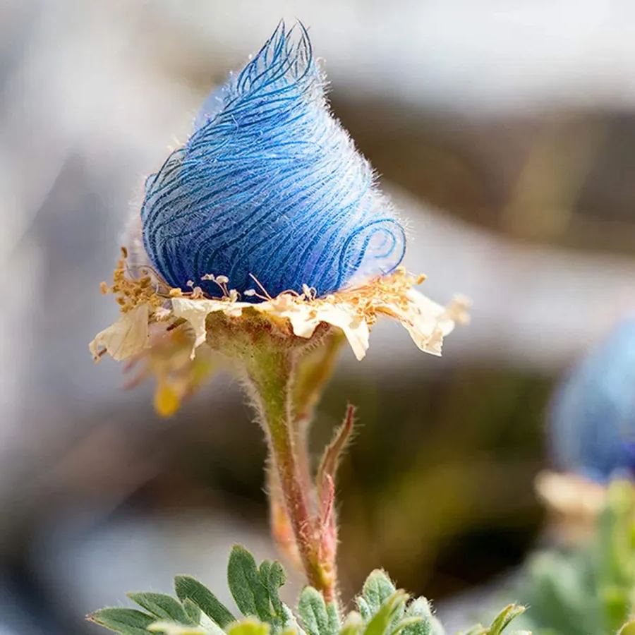Prairie Smoke Flower Seeds