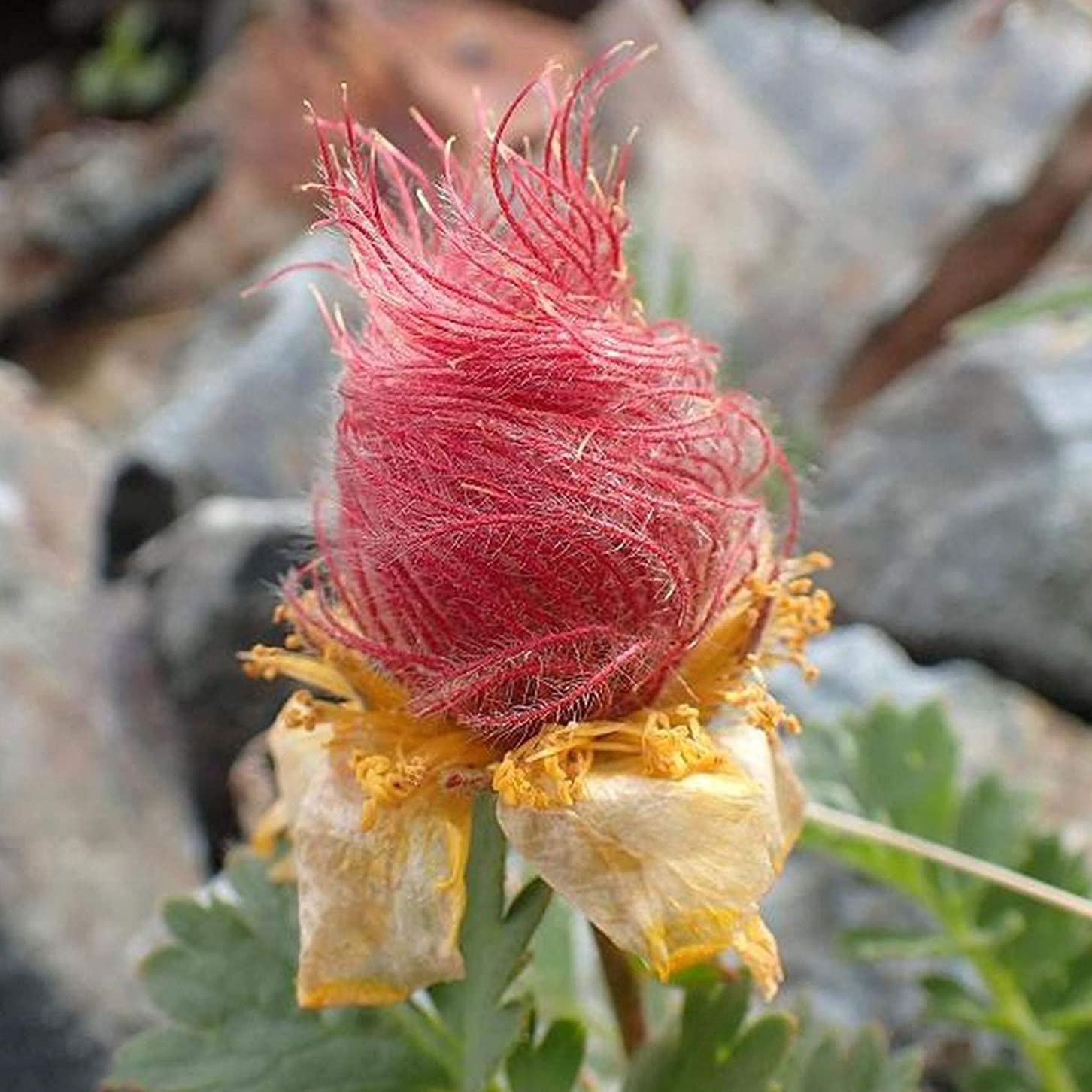 Prairie Smoke Flower Seeds