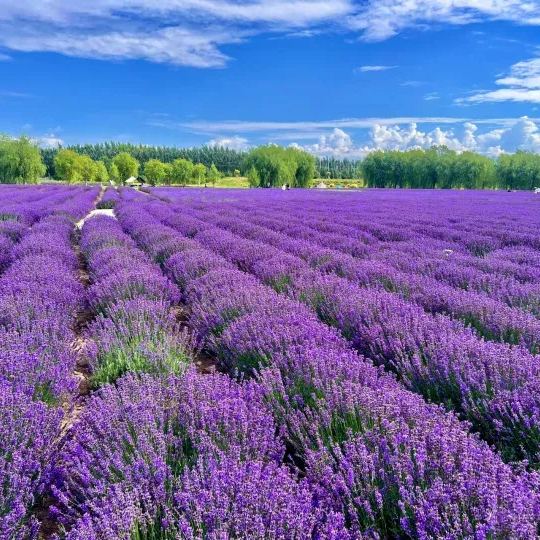 LAVENDER SEEDS PURPLE BLOOMING