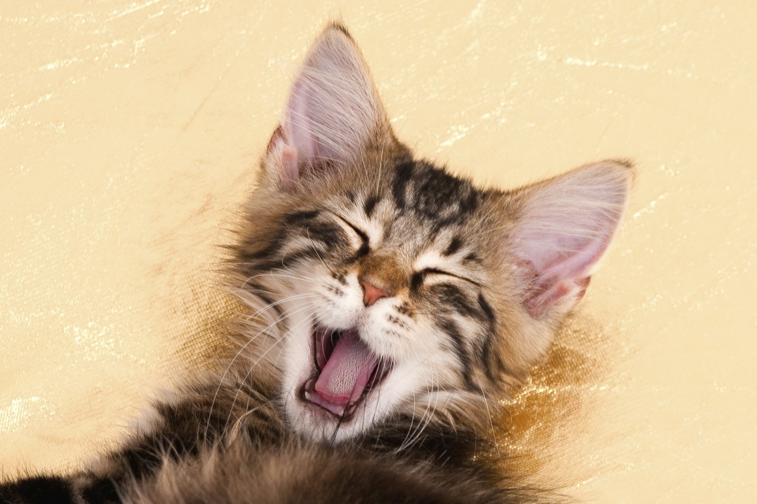 Bad Breath in Cats