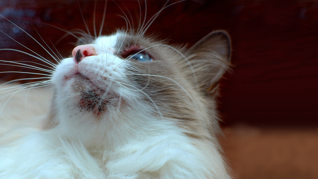 Cat Chin Mites vs. Chin Acne