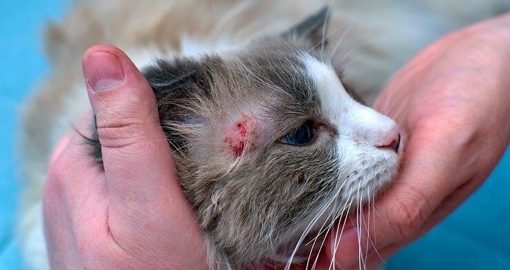 Scabs on Cats