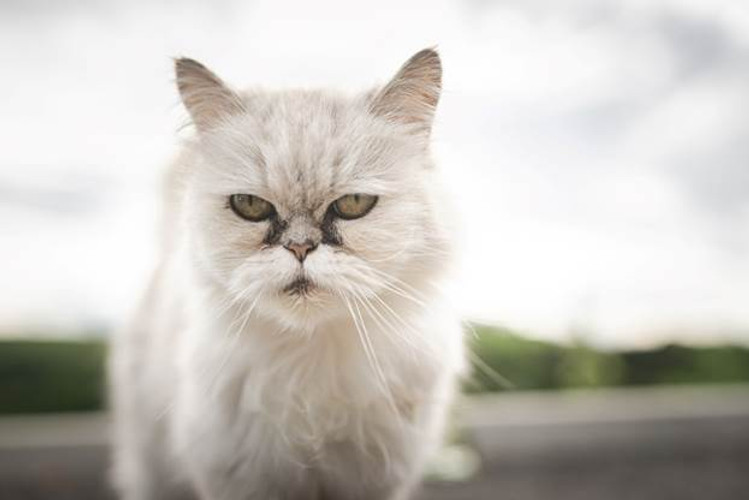 Tear Stains on Cats