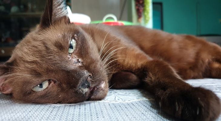 Understanding Skin Fungal Infections in Cats