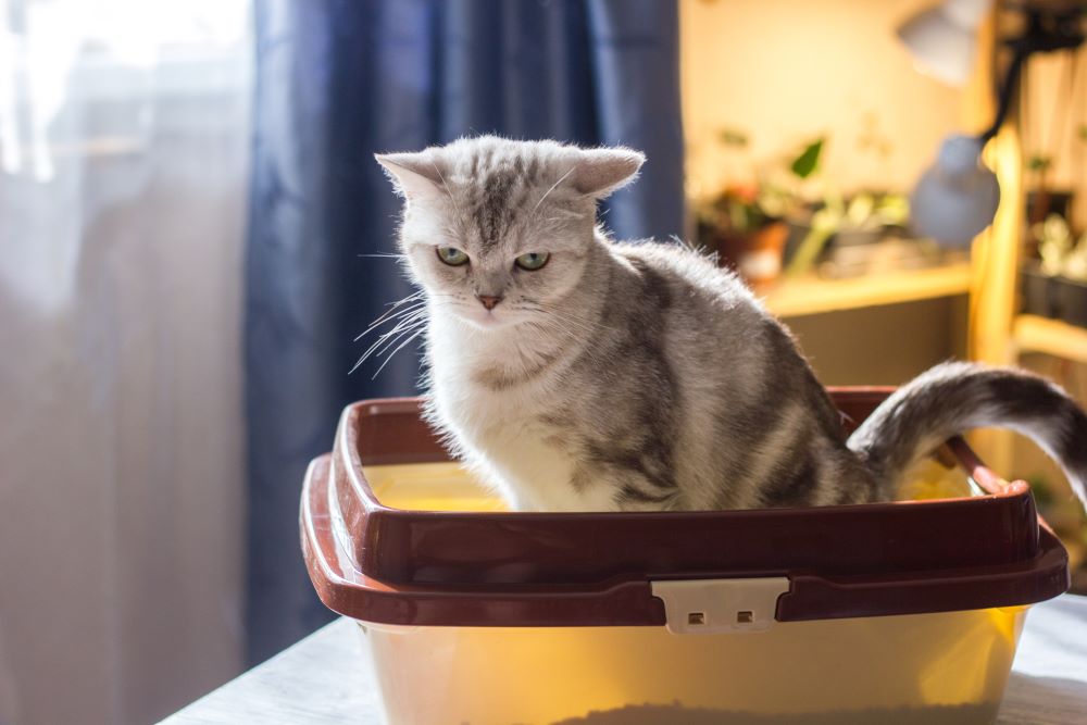 Constipation in Cats