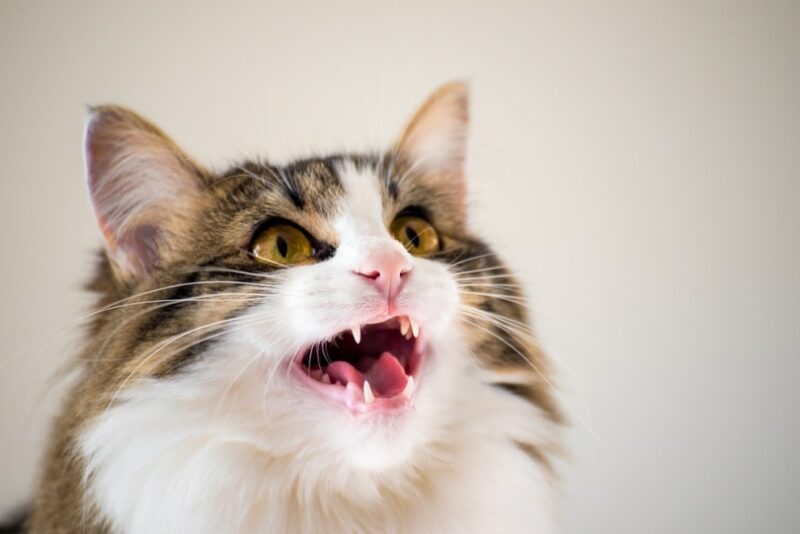 How Many Teeth Does a Cats Have?