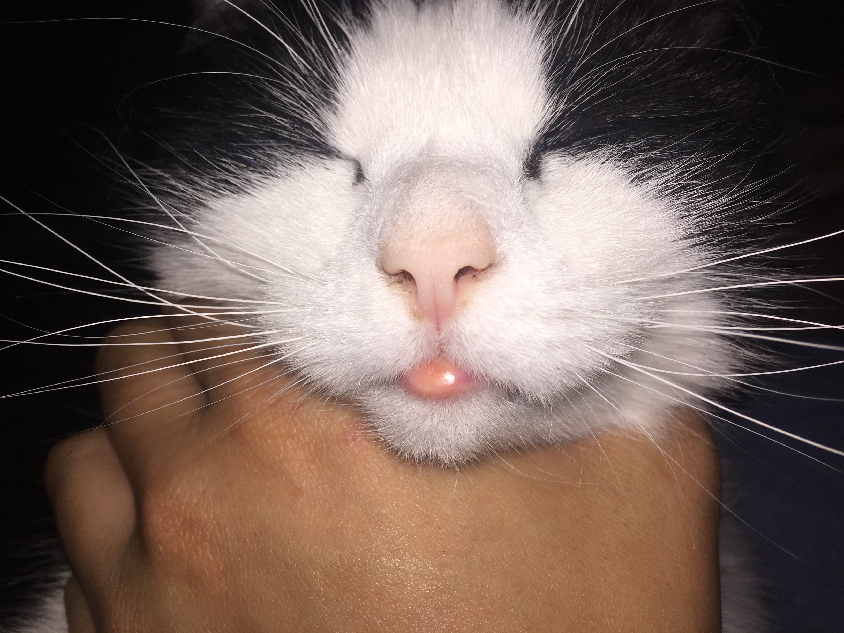 Swollen Cat Lip: Causes, Diagnosis, and Treatment