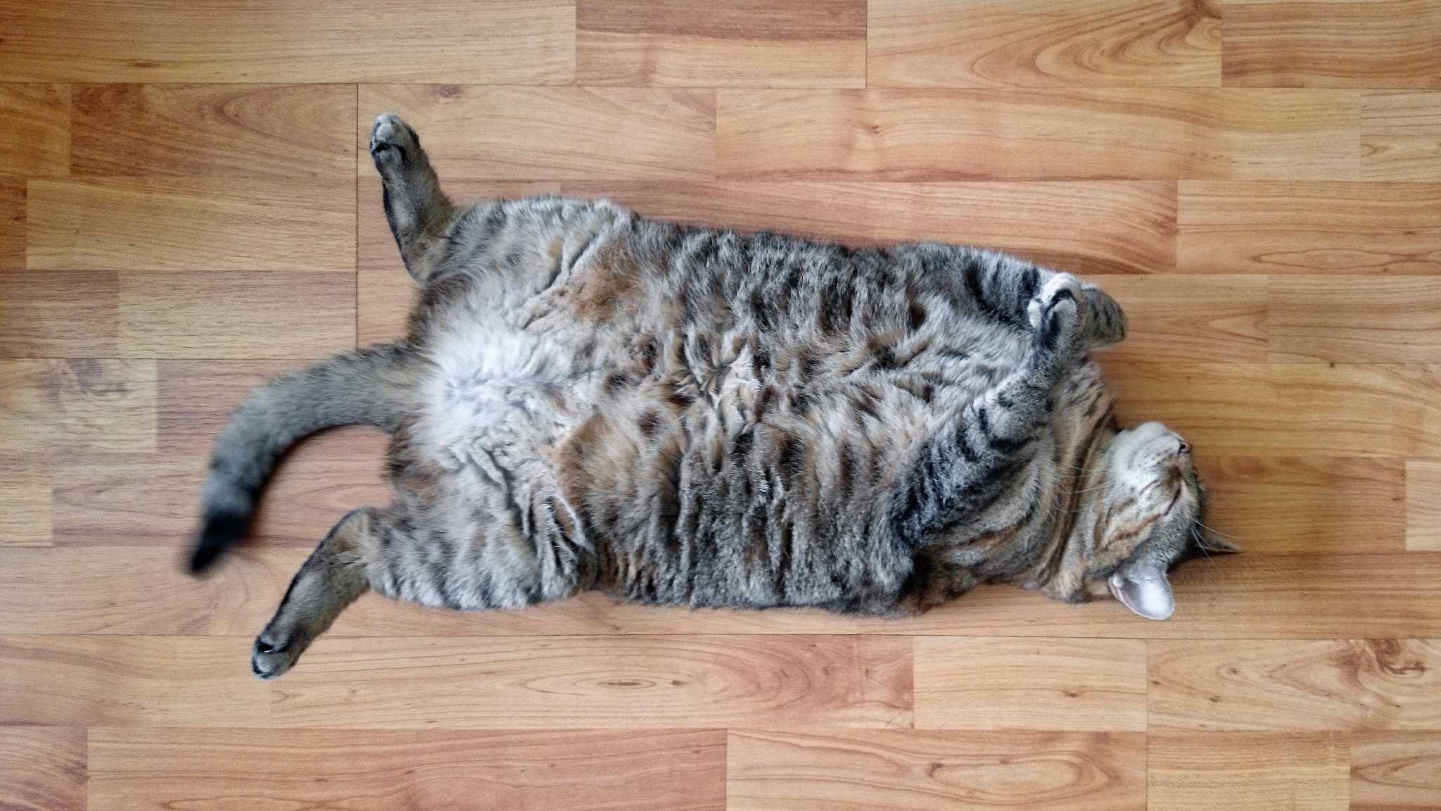 
Why Do Cats Show Their Belly?