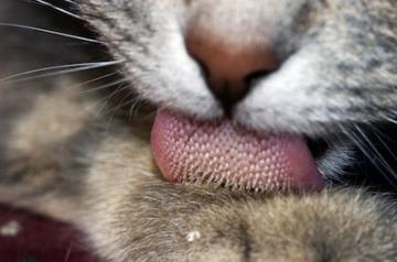 Treating Hairballs in Cats
