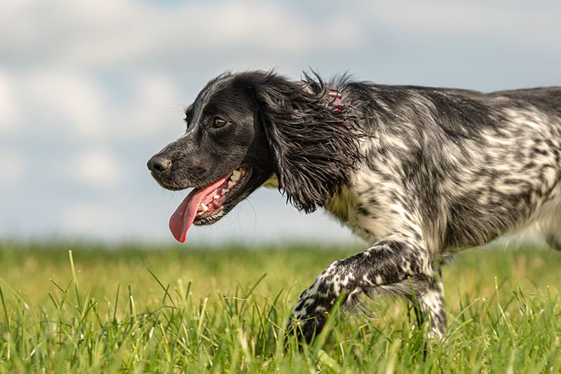 Fungal Infections in Dogs