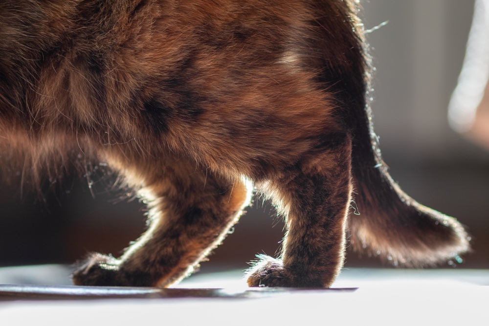 Caring for Cats with Arthritis: Effective Home Remedies