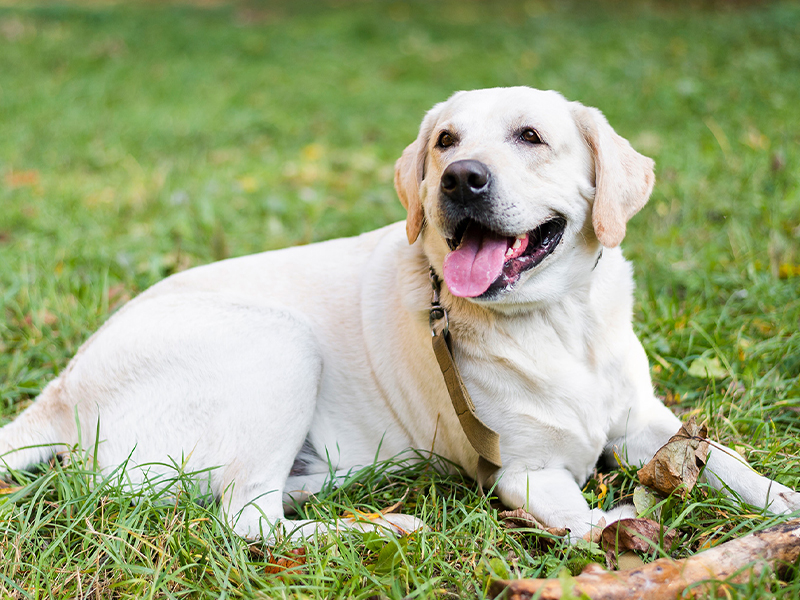 Mites on Dogs: How to Get Rid of Mites on Dogs