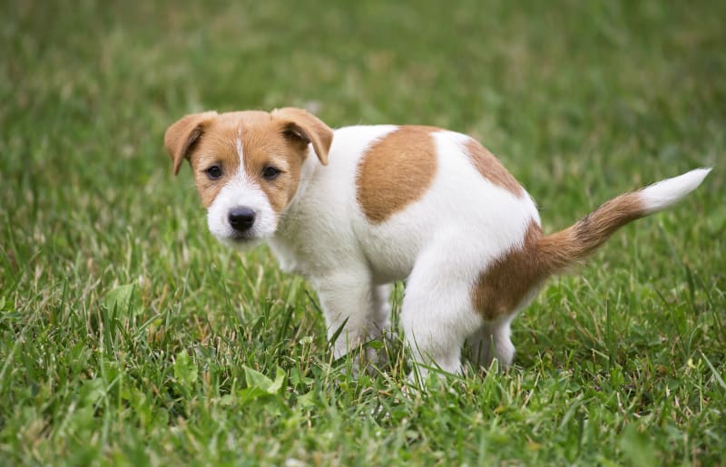 Why Is My Dog's Poop Yellow and Runny