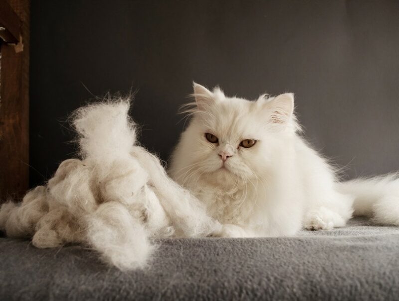 Why is My Cat Shedding So Much?