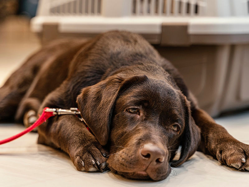 What If My Pet Has a Gum Disease?