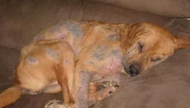 Do Puppies Have Worms